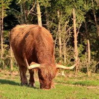 Это коровушка :: Тамара Вебер