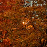 Бурный листопад ещё впереди. :: Татьяна Помогалова Бурный листопад ещё впереди. :: Татьяна Помогалова