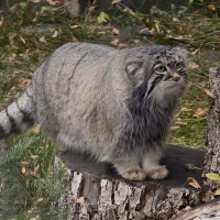 Манул Тимофей :: <<< Наташа >>>