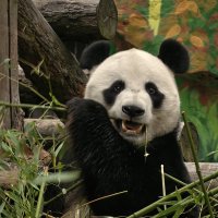 Панда Жуи :: <<< Наташа >>>