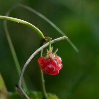 Запоздалая... :: Александр Орлов