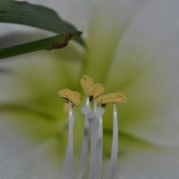 Пестик и...тычинки... :: Ирина Жигунова