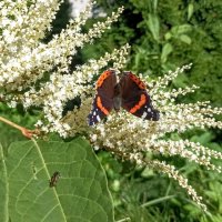 Бабочка адмирал на гречишнике :: Veera V Бабочка адмирал на гречишнике :: Veera V