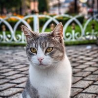 Кот Стамбульский :: Ильдар 