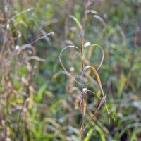 Паук влюбился :: Валерий Иванович Паук влюбился :: Валерий Иванович