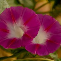 Ипомея :: Игорь Сикорский