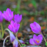 цветы :: Владимир иванов