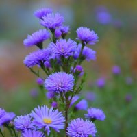 цветы :: Владимир иванов