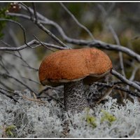 *** :: Aleksandr Gal