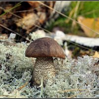 Обабок :: Aleksandr Gal