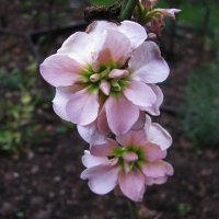 Нежный левкой :: Людмила Смородинская Нежный левкой :: Людмила Смородинская