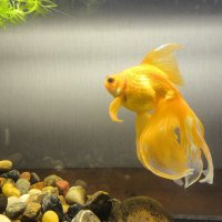 Боцман :: Anna Ivanova