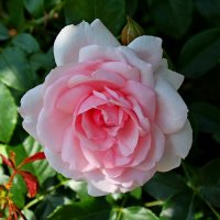 *** :: Евгений Васильев