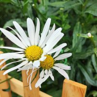 ,,, :: Сергей Тимоновский