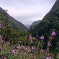 НА ГРАНИЦЕ С АБХАЗИЕЙ :: Tata Wolf