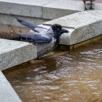 Утренние процедуры :: Игорь Чичиль