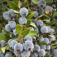 Мирт :: Александр Деревяшкин