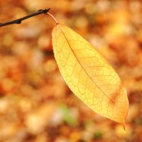 Янтарное время :: Наталия Григорьева