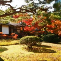 В осеннем саду Токио красные клёны пылают :: Civetta ***