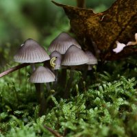 Cемейка. :: Lucy Schneider 