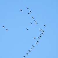 дикий мир осенью :: ИННА ПОРОХОВА