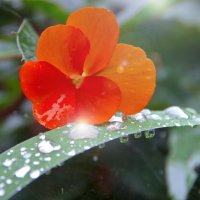 Красиво уходит в зиму... :: Ирэна Мазакина