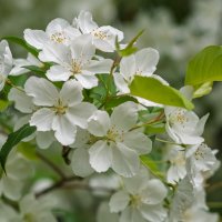 *** :: Виктор Иванович Чернюк *** :: Виктор Иванович Чернюк