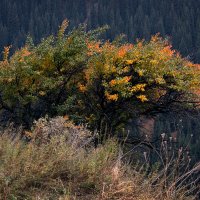 Краски осени :: Алексей Большаков