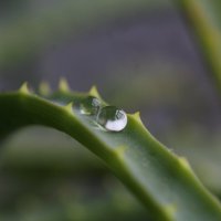 Капельки. :: Нина Сироткина 
