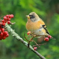 рябиновый год :: Andrey Bragin рябиновый год :: Andrey Bragin