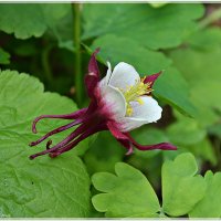 Цветок Аквилегии :: Ната57 Наталья Мамедова