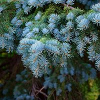 Голубая Ель... Макро - фрагмент... :: Игорь Тельцов