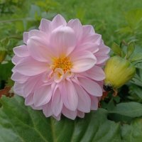 Цветы в октябре :: Мария Васильева