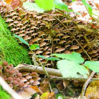 Грибная лесенка. :: Lucy Schneider Грибная лесенка. :: Lucy Schneider