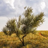 Природа :: Светлана Ищенко Природа :: Светлана Ищенко