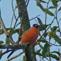 снегирь :: gawrilа - dan