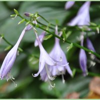 Хоста на даче :: Татьяна Машошина Хоста на даче :: Татьяна Машошина