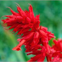 Про сентябрь... :: Aquarius - Сергей Про сентябрь... :: Aquarius - Сергей