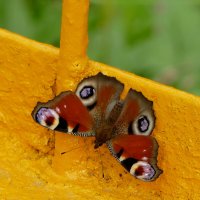 из вчерашней съёмки 1 :: Александр Прокудин из вчерашней съёмки 1 :: Александр Прокудин