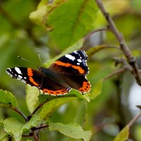 из вчерашней съёмки 4 :: Александр Прокудин из вчерашней съёмки 4 :: Александр Прокудин