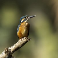 *** :: Alexander Amromin *** :: Alexander Amromin