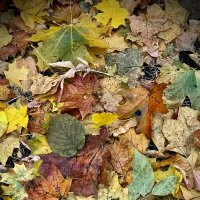 Осенний коврик-1 :: Любовь 