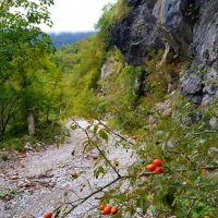 НА ГРАНИЦЕ С АБХАЗИЕЙ :: Tata Wolf