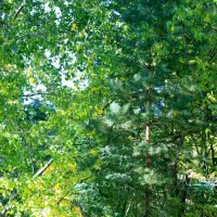 В парке :: Андрей Л. В.