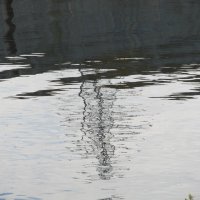 отражения :: Елена Шаламова отражения :: Елена Шаламова