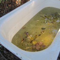 сентябрь на даче :: Елена Шаламова