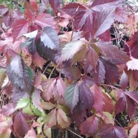 Дикий виноград :: Андрей Хлопонин Дикий виноград :: Андрей Хлопонин