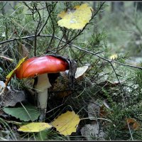 *** :: Aleksandr Gal