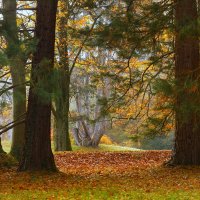 Осенний лес :: Юрий. Шмаков Осенний лес :: Юрий. Шмаков