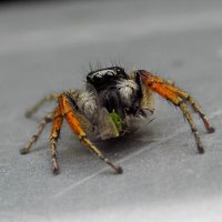 Скакунчик и тля :: Константин Штарк